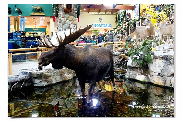 Cabela's-12.jpg