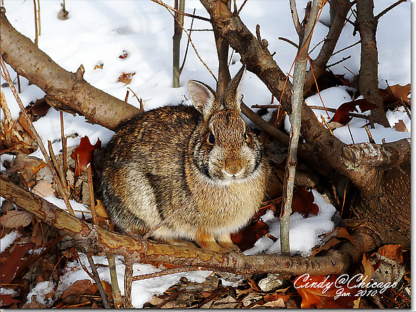 Lincoln Park Zoo-04.jpg