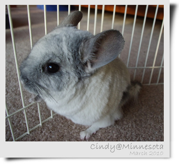 Chinchilla-08.jpg