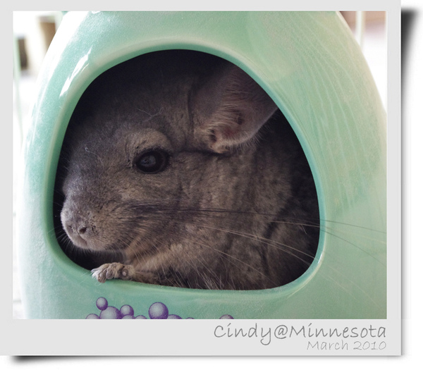 Chinchilla-12.jpg