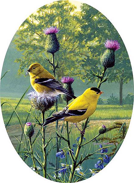 018-Country Morning Goldfinches