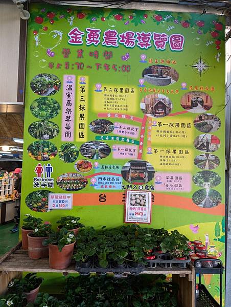 親子旅遊-金勇番茄農場(新竹關西)