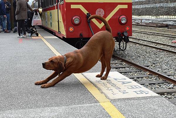 19 阿噗.jpg 19 阿噗.jpg