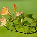 Azaleas.jpg