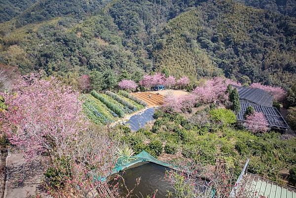 〔雲林草嶺半日慢活遊〕 石壁蘇家農場 / 雲嶺之丘 / 五元