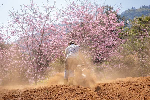 〔雲林草嶺半日慢活遊〕 石壁蘇家農場 / 雲嶺之丘 / 五元