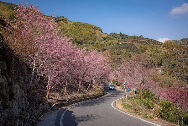 〔雲林草嶺半日慢活遊〕 石壁蘇家農場 / 雲嶺之丘 / 五元