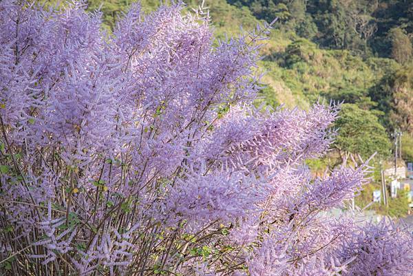 〔雲林草嶺半日慢活遊〕 石壁蘇家農場 / 雲嶺之丘 / 五元