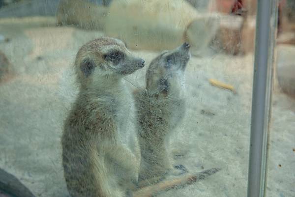 🙈壽山動物園在高雄｜童年記憶的起點