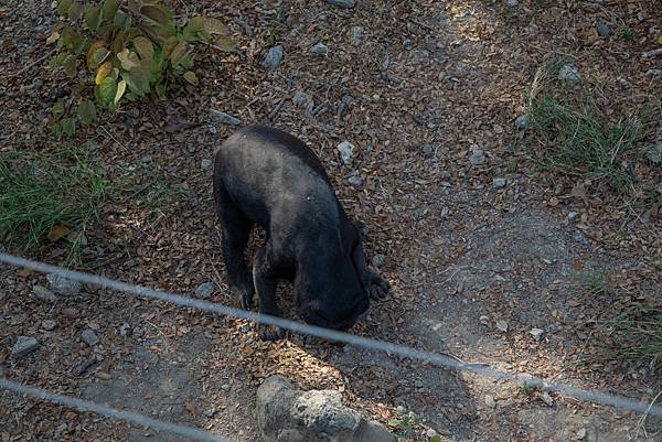 🙈壽山動物園在高雄｜童年記憶的起點