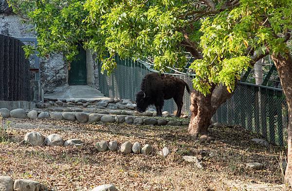 🙈壽山動物園在高雄｜童年記憶的起點