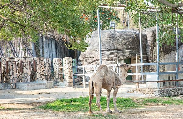 🙈壽山動物園在高雄｜童年記憶的起點