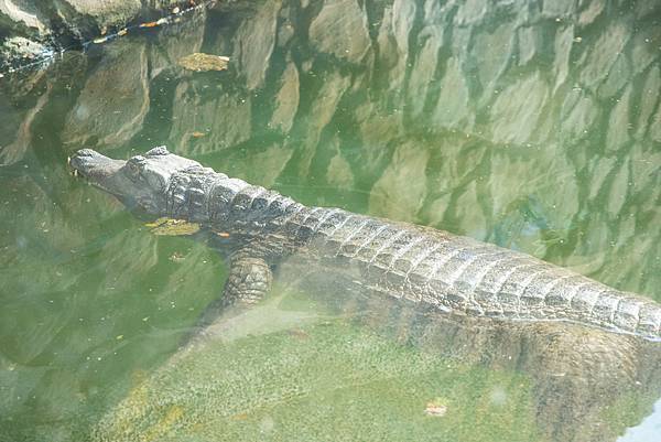 🙈壽山動物園在高雄｜童年記憶的起點