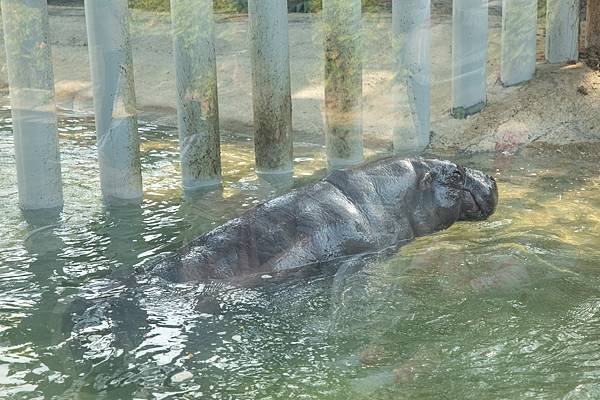 🙈壽山動物園在高雄｜童年記憶的起點