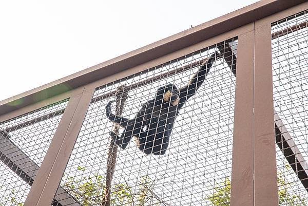 🙈壽山動物園在高雄｜童年記憶的起點