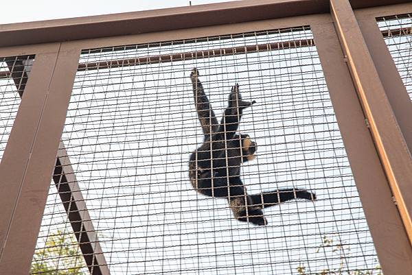 🙈壽山動物園在高雄｜童年記憶的起點