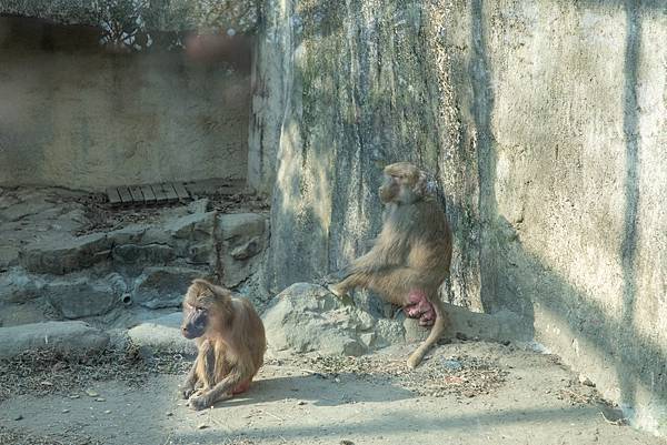 🙈壽山動物園在高雄｜童年記憶的起點