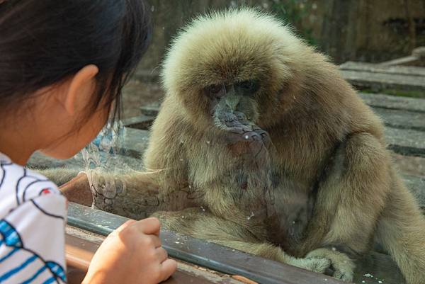 🙈壽山動物園在高雄｜童年記憶的起點