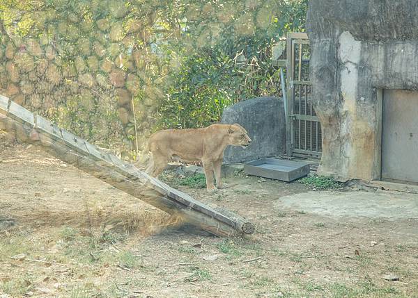 🙈壽山動物園在高雄｜童年記憶的起點