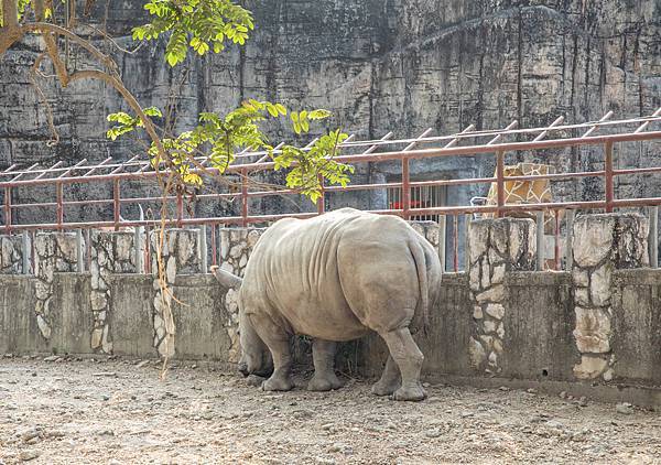 🙈壽山動物園在高雄｜童年記憶的起點