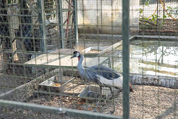 🙈壽山動物園在高雄｜童年記憶的起點