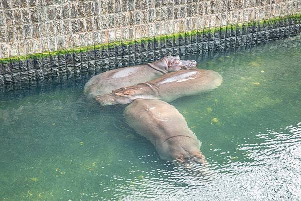 🙈壽山動物園在高雄｜童年記憶的起點