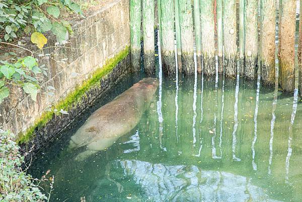 🙈壽山動物園在高雄｜童年記憶的起點