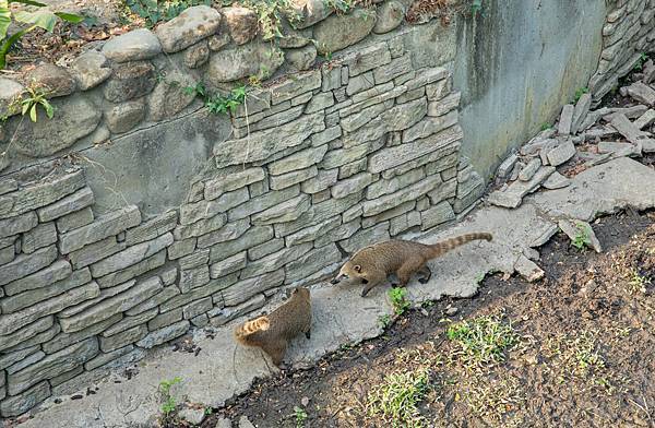 🙈壽山動物園在高雄｜童年記憶的起點