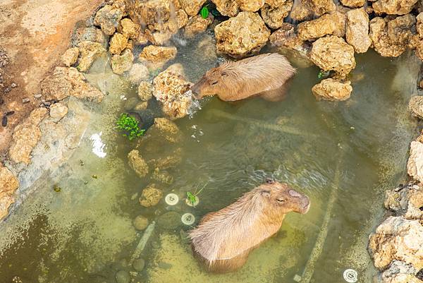 🙈壽山動物園在高雄｜童年記憶的起點