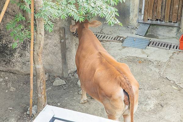 🙈壽山動物園在高雄｜童年記憶的起點