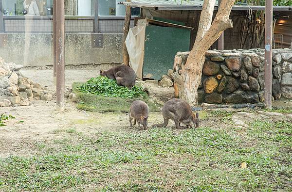 🙈壽山動物園在高雄｜童年記憶的起點