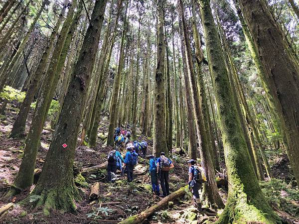 加里山、杜鵑嶺