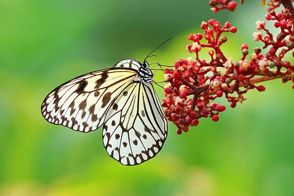 大白斑蝶