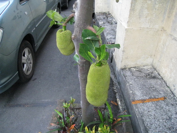 04-02_宜蘭酒廠-停車位旁不知名的植物.jpg