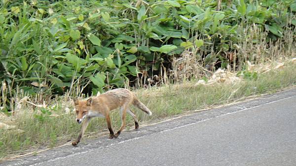 野生狐狸