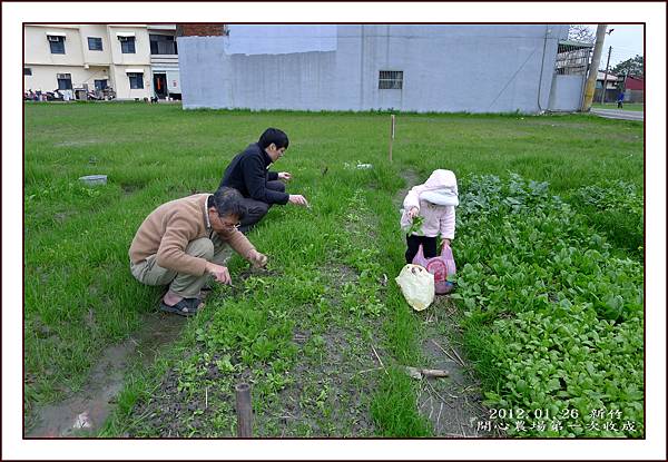 開心農場收成7.jpg