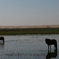 D5-08-牧馬逐水草
