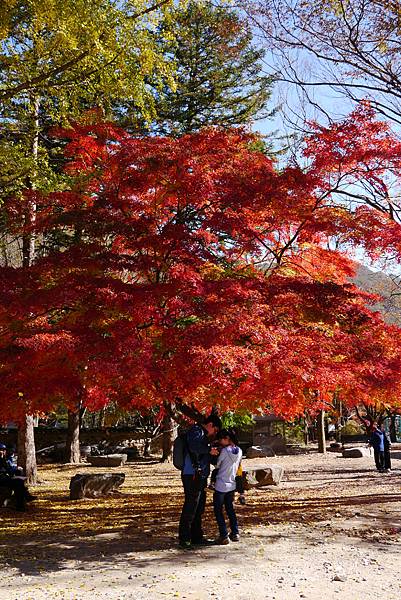 【2012＊韓國＊】內藏山國立公園 ~ 美麗楓葉