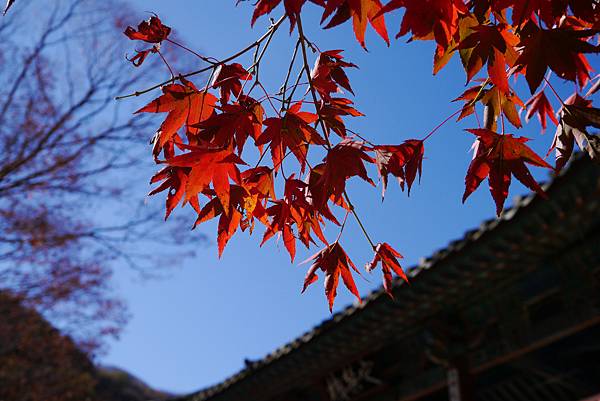 【2012＊韓國＊】內藏山國立公園 ~ 美麗楓葉