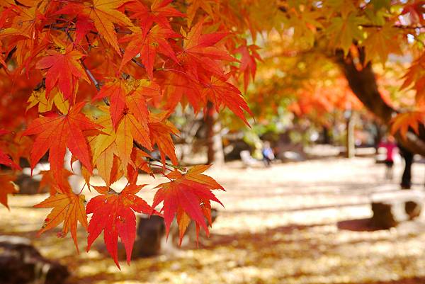 【2012＊韓國＊】內藏山國立公園 ~ 美麗楓葉