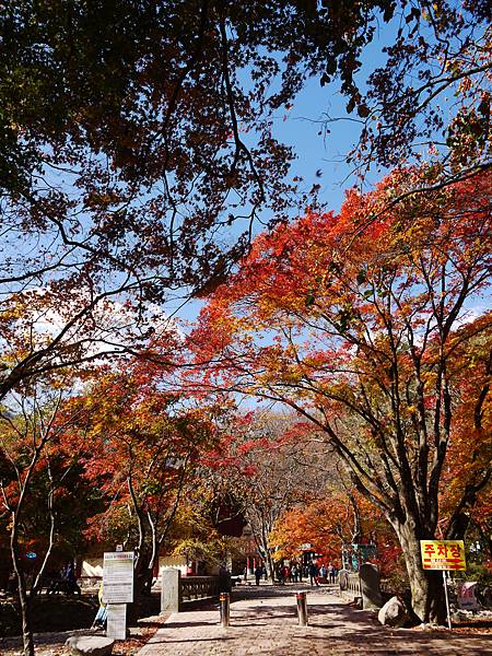 【2012＊韓國＊】內藏山國立公園 ~ 美麗楓葉