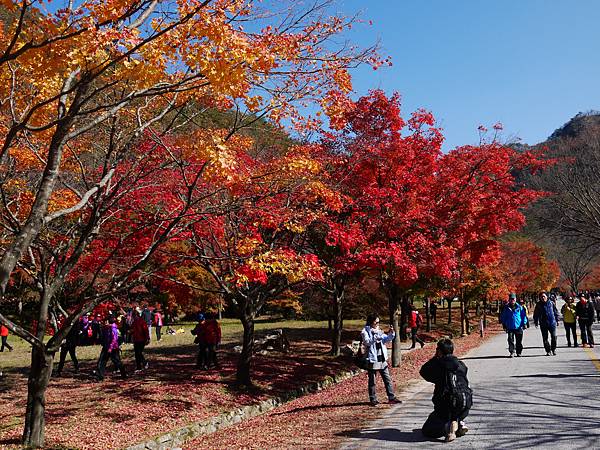 【2012＊韓國＊】內藏山國立公園 ~ 美麗楓葉