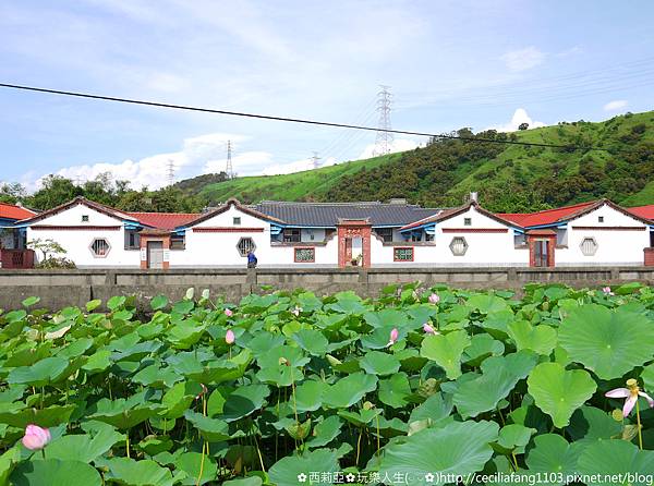 台中清水區｜趙家古厝 荷花丰姿綽約地綻放在古厝半月池，這個夏