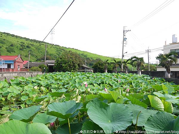 台中清水區｜趙家古厝 荷花丰姿綽約地綻放在古厝半月池，這個夏