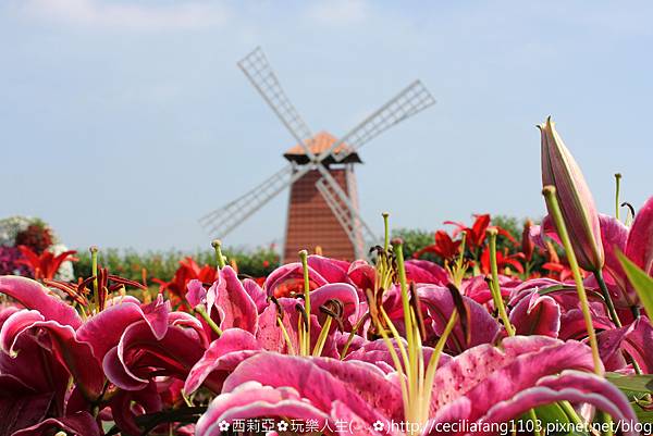 台中后里區｜中社觀光花市 哇~百花齊放浪漫氛圍，陣陣花香瀰漫