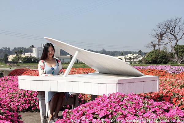 台中后里區｜中社觀光花市 哇~百花齊放浪漫氛圍，陣陣花香瀰漫