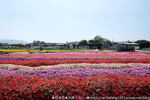 台中后里區｜中社觀光花市 哇~百花齊放浪漫氛圍，陣陣花香瀰漫