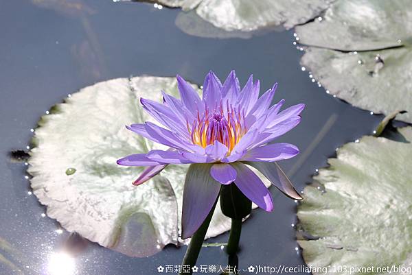 台中后里區｜中社觀光花市 哇~百花齊放浪漫氛圍，陣陣花香瀰漫