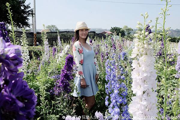 台中后里區｜中社觀光花市 哇~百花齊放浪漫氛圍，陣陣花香瀰漫