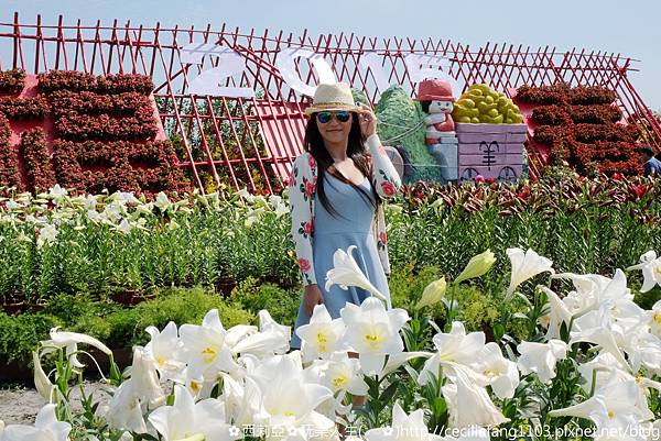 台中后里區｜中社觀光花市 哇~百花齊放浪漫氛圍，陣陣花香瀰漫